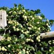 Humle (Humulus lupulus) 40-60 cm