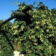 Humulus lupulus klatreplante