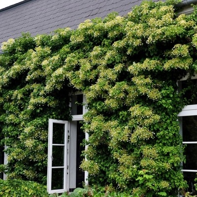 Klatrehortensia Petiolaris