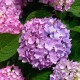 Hortensia Endless Summer Bloom Star
