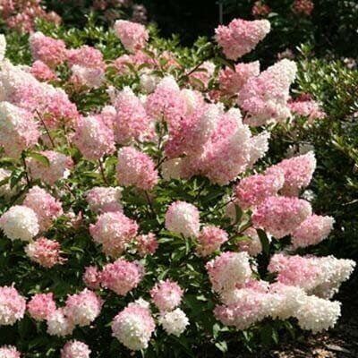 Hortensia Vanilla Fraise