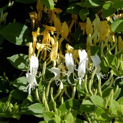 Fantastisk smuk kaprifolie, som hedder 'Hall's Prolific'. Denne kaprifolie får smukke hvide og gule blomster i gule/hvide blomster i juni-oktober.