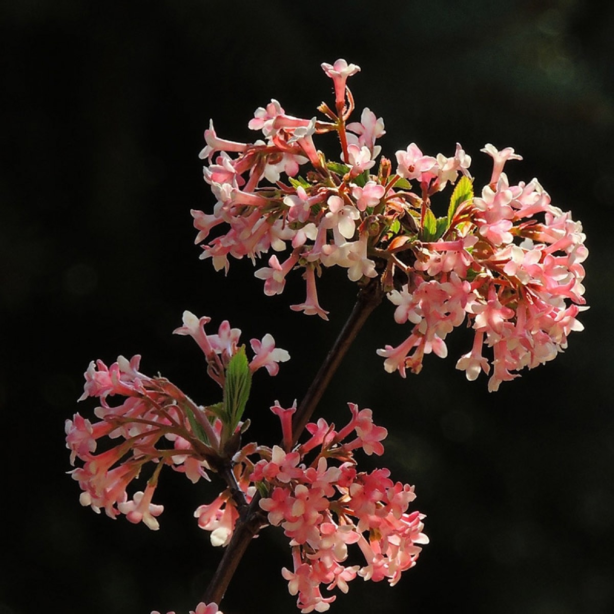 Kejserbusk CHARLES LAMONT