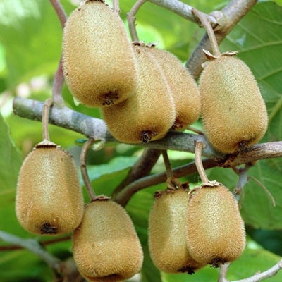 KIWI (ACTINIDIA DELICIOSA 'GOLDY')