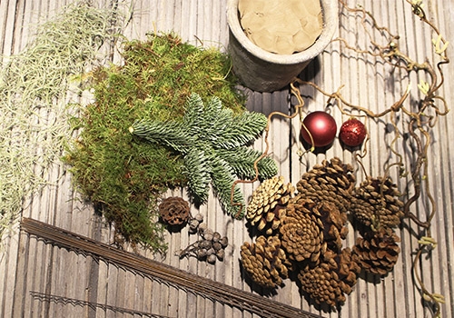 Kogletræer - det skal du bruge