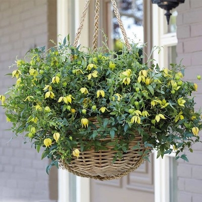 Bunddækkende eller god i ampler som her på billedet. Perfekt på terrassen og altanen.