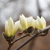 Gule magnolia knopper