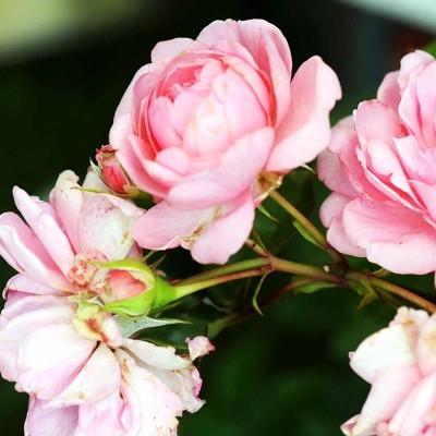 Smuk slyngrose der blomstrer hele vejen op fra bund til top med tætfyldte rosa blomster. Blomsterne har en let duft og er i flor fra juni til november.