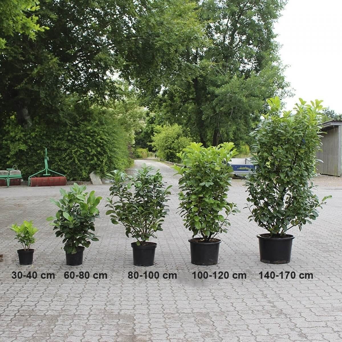 Storbladet Laurbærkirsebær Etna