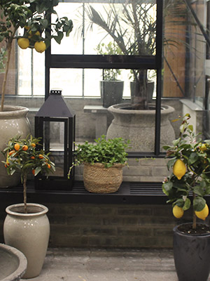 Citrus træer drivhus