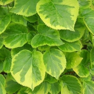 Klatrehortensia Mirranda