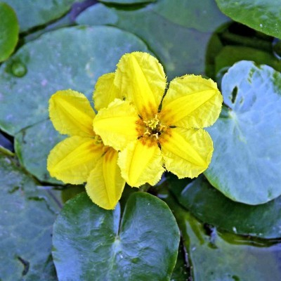 SØBLAD (NYMPHOIDES PELTATA)