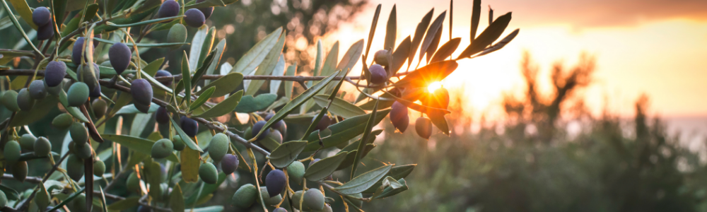 Oliventræer i sydens sol