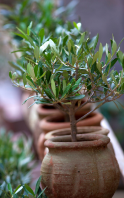 Oliventræer i krukke