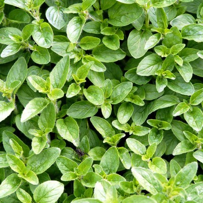 oregano