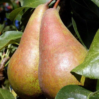 PÆRETRÆ (PYRUS COMMUNIS 'CONCORDE') ESPALIER