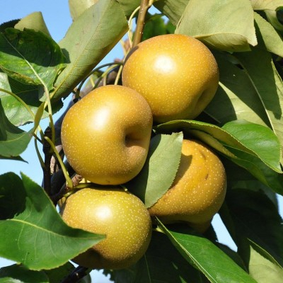PÆRETRÆ ASIATISK (PYRUS PYRIFOLIA 'KUMOI')
