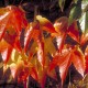 Parthenocissus tricuspidata Veitchii