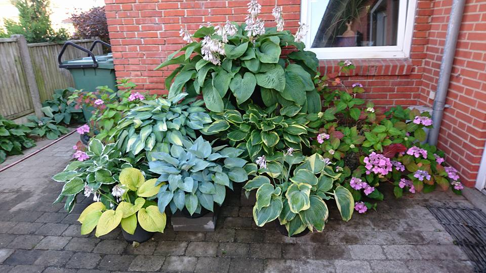 Flere krukker samlet foran hus