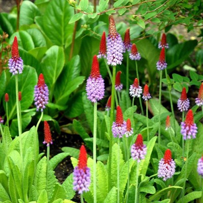 PRIMULA VIALII