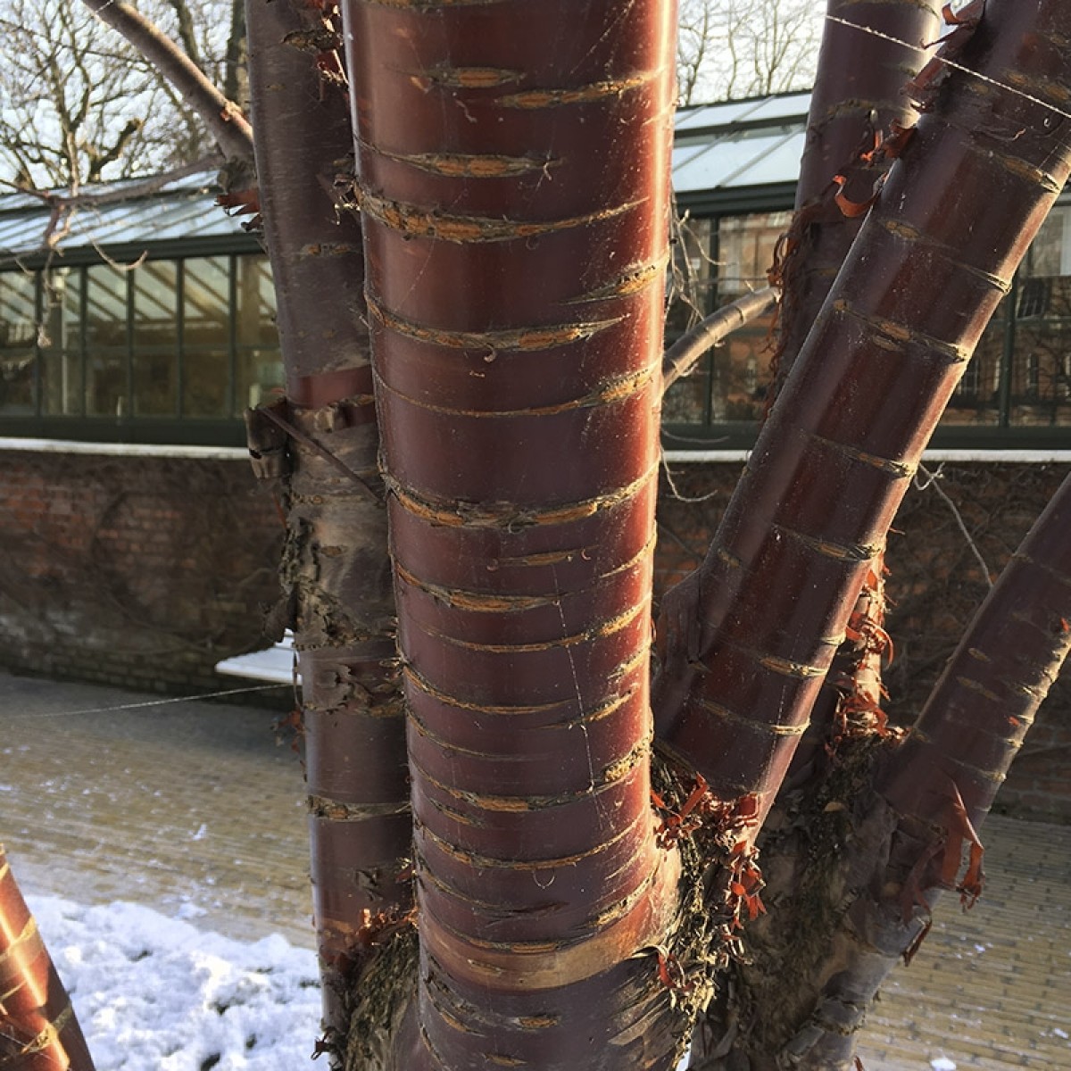 Tibetansk kirsebær bark