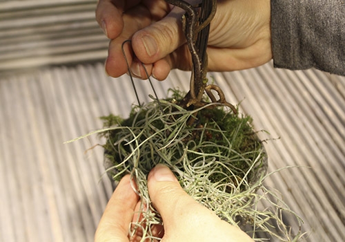 Kogletræ - Pynt under træ