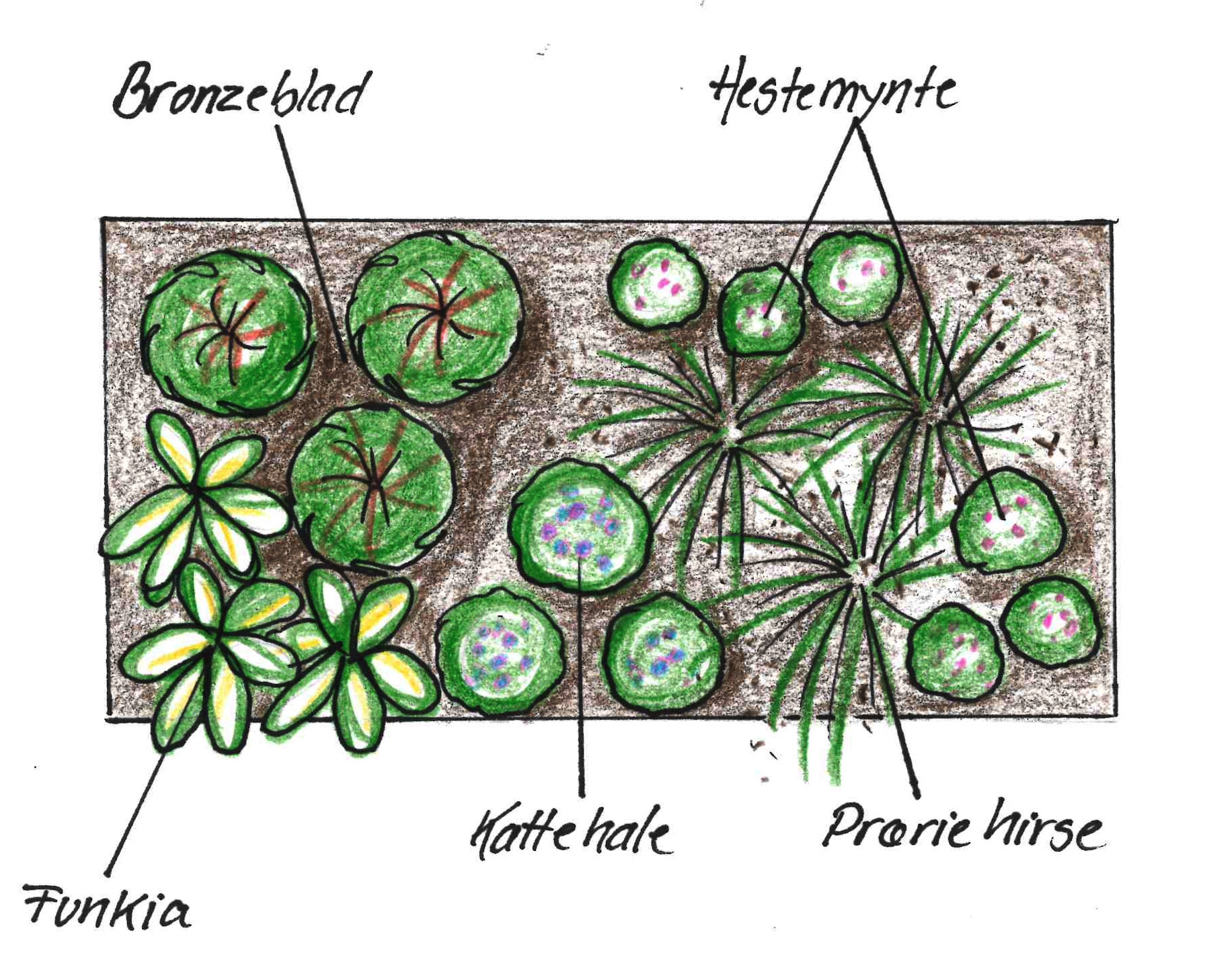 Regnvandsbed forslag