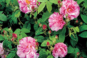 Rosa mundi