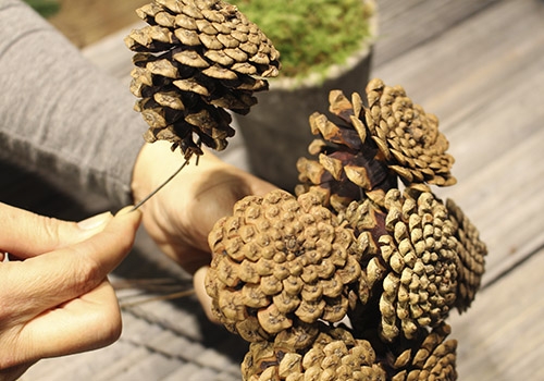 Kogletræ - Saml koglerne