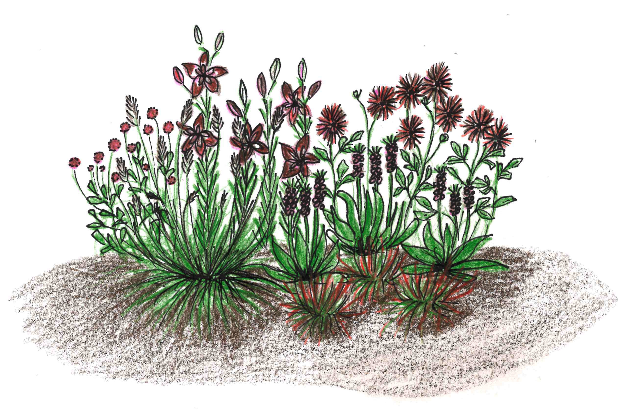 Dramatisk sommerløg bed