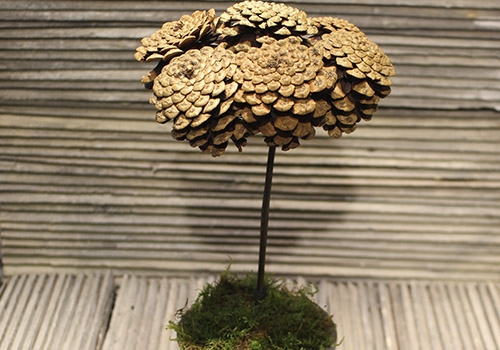 Kogletræ - stik koglerne i leret