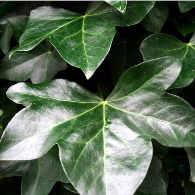 EFEU VEDBEND STORBLADET