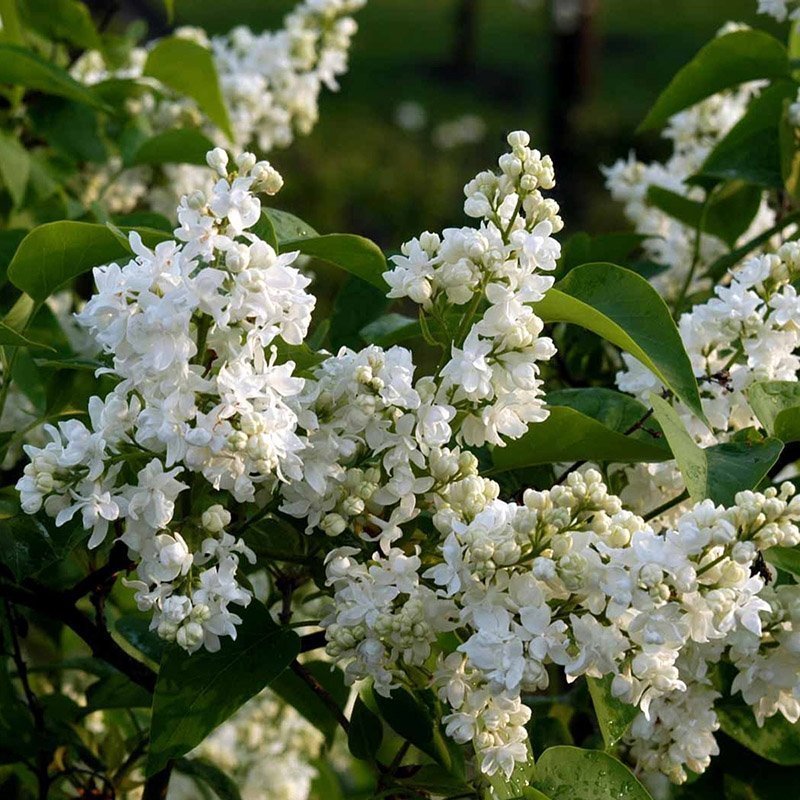 SYRINGA VULGARIS 'PRIMROSE'