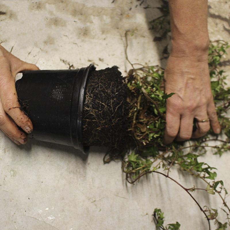 Tag efeu ud af potten