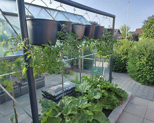 Tomater i start perioden