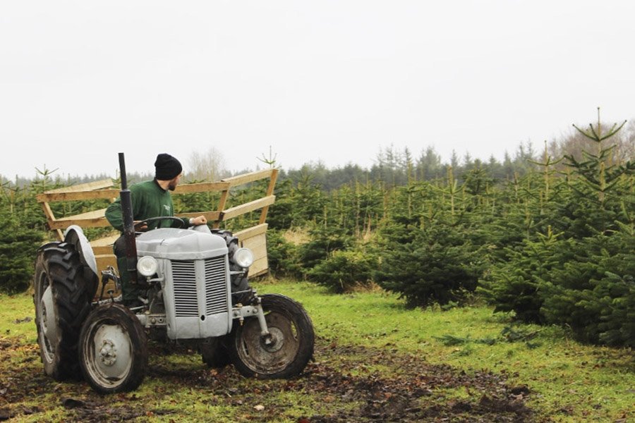 Transport Juletr&aelig;er