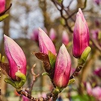 Magnolia knopper