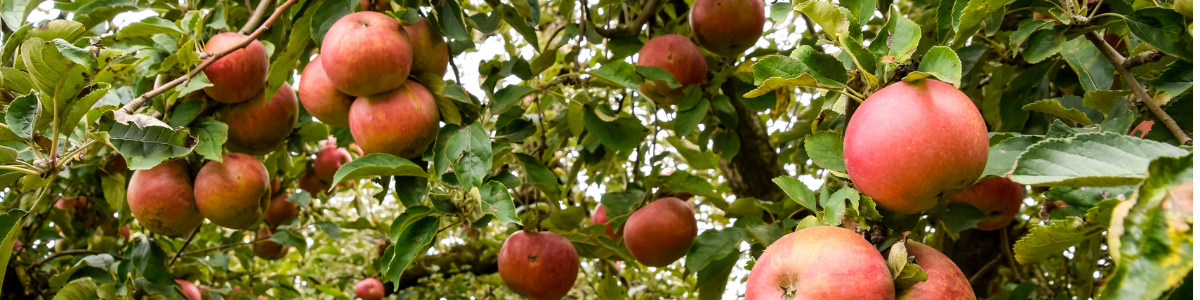 Vejledning til frugttræer