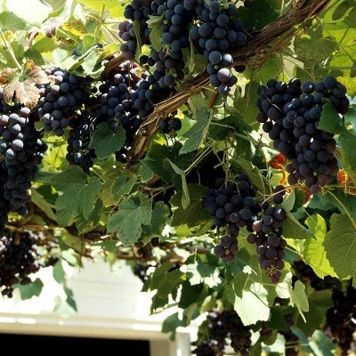 VITIS VINIFERA 'SCHUYLER'